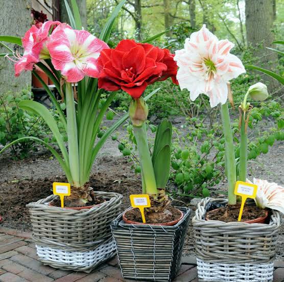 Manfaat Penanaman Bunga Dalam Pot Lingkungan Hidup